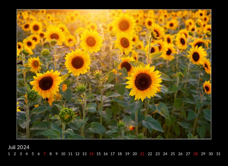 Kalenderbeispiel mit Sonnenblumen